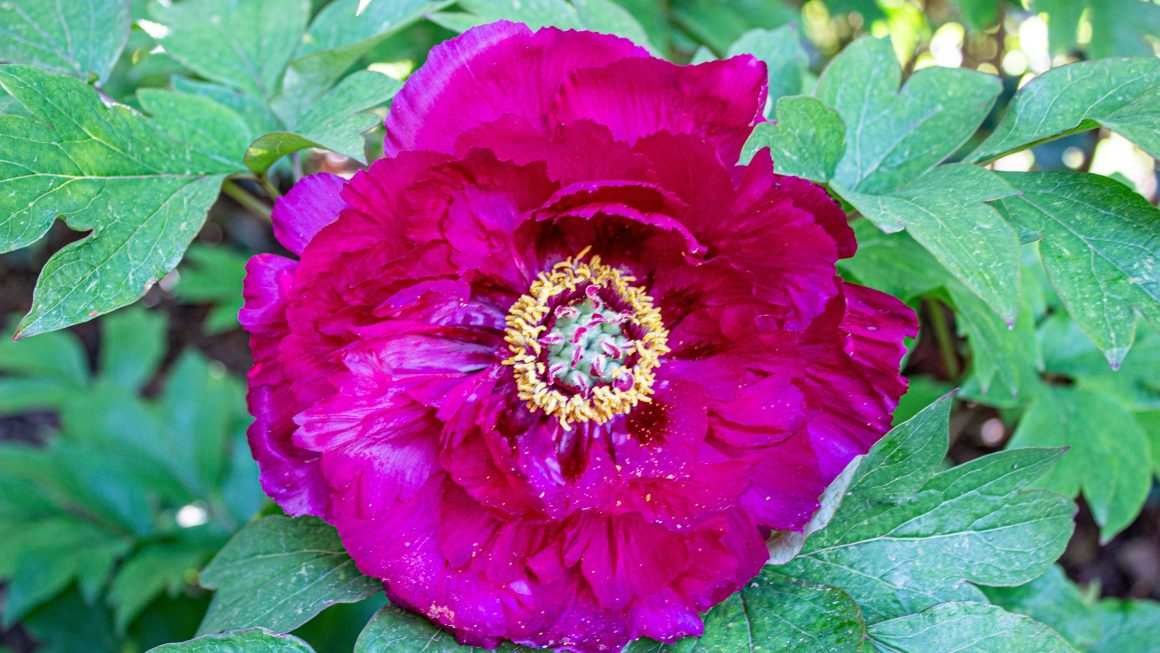 PEONIE CON UNA BIANCA LUCE COME RISPOSTA A TUTTE LE DOMANDE DEL CIELO… Fabrizio Caramagna